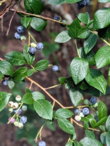 Every year around this time, the patch is checked often until the berries are ready for picking.