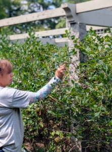 One tip to know which ones are ready – tickle the bunches lightly, and only the truly ripe ones will fall.
