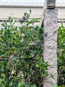 The posts supporting the pergola above are the same 18th-century Chinese granite uprights I use for the clematis pergola, my apple espaliers, and my raspberry bushes.