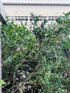 Blueberry bushes are checked once again for any ripe fruits.