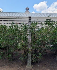 Standard blueberry bushes grow about six to 10-feet tall. New shoots grow from the crown under the soil.