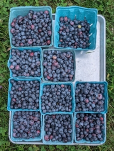 These boxes were all picked in under an hour. Blueberries produce from early summer through late fall – we will pick lots and lots of berries before the end of the season.