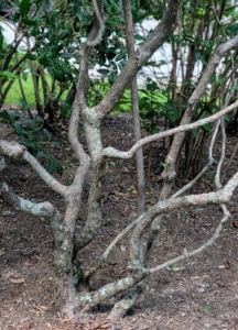 At the base, blueberry shrubs have multiple canes growing directly out of the earth in clumps. The canes or branches are smooth and thornless. These bushes have done so well here at the farm. I am always so pleased with how prolific they are.