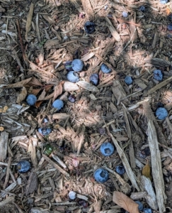 Many blueberries also fall to the ground. All those picked are carefully inspected – only the best are saved. The rest are enjoyed by the birds.
