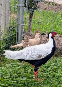 While mostly ground dwelling, pheasants will perch up high to escape predators.