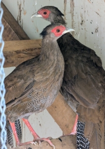Here's a photo of two of the three hens in their new coop. The birds also have a small crest on the head that's brown with black tips. Both the males and females have bare red faces.
