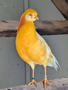 The silver pheasants live with my golden pheasants. This is a male peach golden pheasant, strikingly rare in its coloration. Males are white with a light, shiny golden breast and body and a full peachy ruff.