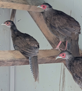 Their graceful appearance, fascinating behaviors, and vibrant colors make pheasants a true pleasure to raise. With good care, these beautiful birds will live for 15 to 18 years.