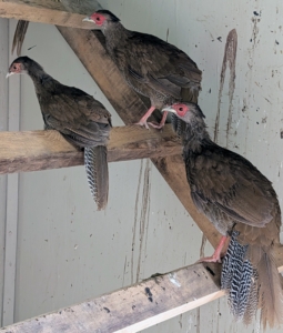 The new hens are perching on their ladder in the coop. They are quiet, hardy, and generally calm.