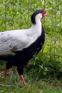 Silver pheasants are quiet and mild. This one is also very attentive to his surroundings.