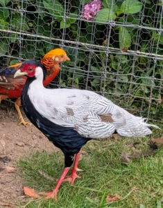 This was him just yesterday. He's growing fast. At full maturity, he will have a longer black crest, with central feathers becoming more and more white. Males also continue to grow until the total body length is about 50 inches including a tail of up to 30 inches.