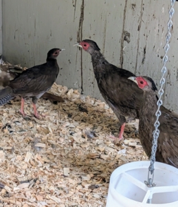 The three feel most comfortable together right now, but they're acclimating nicely to their enclosure.