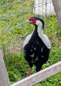 This is my male silver pheasant. Male pheasants have more vivid, iridescent plumage than the females, so they appear more attractive during breeding season.