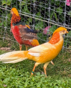 I am happy they all get along so well in their enclosure. In all, I have 19 pheasants - many of which were hatched right here at my farm. I am looking forward to watching them all thrive here at the farm.