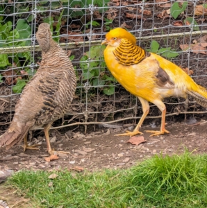 On the right is a male yellow golden pheasant. The yellow is a color mutation of the red golden pheasant. It was originally developed in the 1950s. To maintain the yellow coloring, these birds need shaded areas to protect their feathers from the sun. A female is on the left.