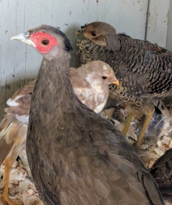 They are also getting along well with the other pheasants that share their coop.