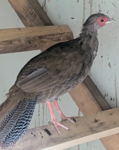 But they are also quite active and able to fly. Look at their legs and feet. They have four digits on their feet, with the first toe, known as the hallux, typically pointing backward for effective stability and movement. The legs of silver pheasants are red, distinguishing them from other species.