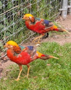 And these are vibrant, exotic red golden pheasants, known for their striking red and gold plumage and hardy nature.
