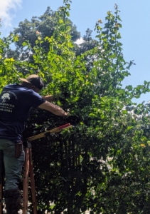 Behind the chicken coops, the hawthorn trees get a good pruning. The hawthorn tree is a small to medium-sized deciduous tree or shrub, known for its thorny branches, clusters of white or pink flowers in spring, and bright red berry-like fruits called haws.