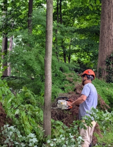 During storm cleanup, Pasang takes down a dying tree in the Japanese Maple Tree Woodland. The tree is secured to another, so it falls in a safe direction away from Pasang and other more delicate plantings.