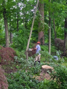 In the foreground is the stump remaining after a dead maple tree fell overnight.
