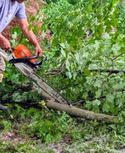 Once on the ground, Pasang cuts the tree into sections before loading it onto the tractor for transport to my compost yard where it will be chipped and used for top dressing in another part of the farm.