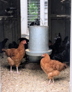 Every coop is also cleaned thoroughly once a week to keep the birds healthy and happy.