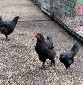 My chickens get the very best care and attention. Here are some of the younger roosters and hens in their clean enclosure.