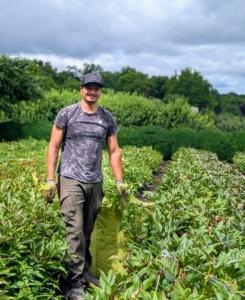 The big peony blooms are gone for the year, but maintenance in the garden continues. Here's Matthew weeding the long beds. Last spring, I decided to cover the footpaths with weed cloth - doing so cuts down the time used for weeding.