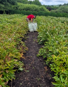 Phurba works in another row - there are 11 double rows in all.
