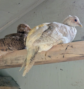 The white is a female peach golden pheasant – much duller in color.