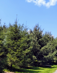 In 2009, I planted what I call my "Christmas Tree Field" - a large space where I grow different types of evergreen trees - rows of Frasier Fir, Canaan Fir, Norway Spruce, Blue Spruce, and others. They've grown so big since that initial planting.