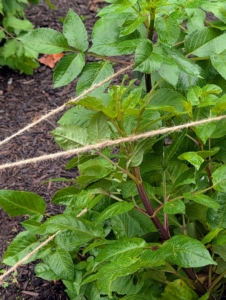 The twine is tied to the stake making a gap in between two strands for the plants.