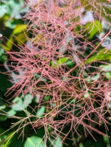 In fact, the name “smoke bush” comes from this – the billowy hairs attached to the flower clusters which remain in place through the summer, turning a smoky pink to purplish-pink.