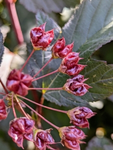 After the white flowers of the physocarpus bloom, what follows are these seed pods – a favorite food of small birds.