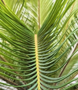 Sago palm fronds are stiff, deep green, and feather‑like, growing symmetrically from the top of the plant.