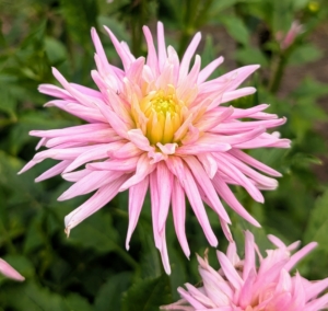 This cactus variety is called ‘Park Princess’ with tightly rolled rich, vibrant pink petals. It is a prolific re-bloomer and an excellent cut flower.