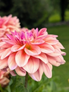 They range from a charming single, daisy-like flower to the popular double varieties which can be two-inch-pompons to 12-inch dinner plate size.