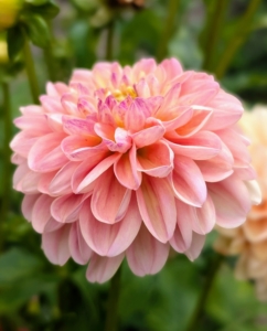 And when arranging, always strip off all the leaves that would be below the water line in the vase. This is true for all flower arrangements, not just dahlias. When leaves stay underwater, they decay and release bacteria that shorten the vase life of the flowers. And change the water daily so they look fresh and last longer.