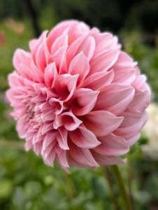 With good sunlight, proper watering, and a little bit of luck, I’ll have gorgeous, colorful dahlias growing all the way until Halloween.