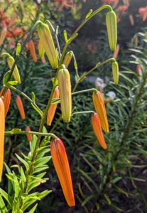 And there are still many more lilies waiting to bloom. Tiger lilies do best in full sun.