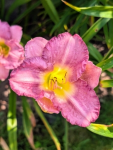 I also have pops of daylilies. The daylily is a low-maintenance perennial—easy to grow, virtually disease- and pest-free, and able to survive drought, uneven sunlight, and poor soil. The daylily’s botanical name, Hemerocallis, comes from Greek hemera “day” and kallos meaning “beauty”. The name is appropriate, since each flower lasts only one day. Despite their name, daylilies are not “true lilies.” Leaves grow from a crown and the flowers form on leafless stems called “scapes,” which rise above the foliage.