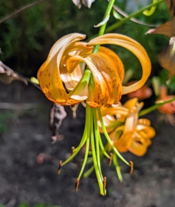 This lily is white and orange with orange pollinated stamens.