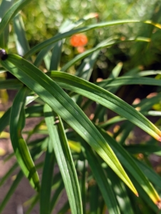 The leaves can grow to three inches long and about 3/4-inch wide. They are medium green, narrow, smooth along their margins, and glabrous, clasping the stem at their bases.