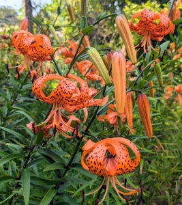 The tiger lily’s petals bend back far during the flowering cycle, curling up against its own stem and exposing the stamens and pistol for visiting pollinators.