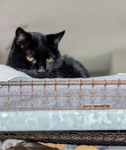 At night he’s back indoors guarding the greenhouse from any and all small furred intruders.
