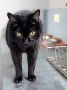 And many of you know this handsome feline - Blackie, my Greenhouse cat.