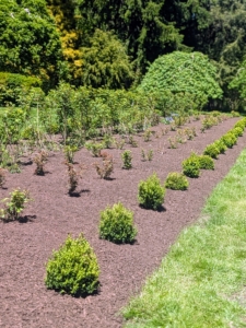 The two beds are surrounded by young boxwood.