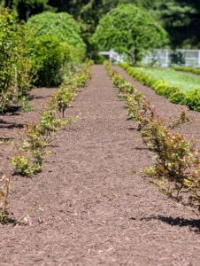 Last spring, I completely transformed this garden. All the old lilacs were pulled out and new, young, vibrant roses were planted. Here is one side shortly after planting was complete. Among the varieties recently planted here – Parfuma® Earth Angel™ ‘KORgeowim,’ Bolero™ ‘Meidelweis,’ Raspberry Cupcake™ ‘KORcarmsis,’ Parfuma® Bliss ‘KORmarzau,’ Michelangelo™ ‘Meitelov,’ Sunbelt® Savannah,™ Romantica® Moonlight ‘Meikaquinz,’ Princesse Charlene de Monaco® ‘Meidysouk,’ Dee-Lish® ‘Meiclusif,’ and Top Cream™ ‘Meiroguste.’