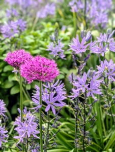 The beds are filled with brightly colored alliums, Camassia, and Hyacinthoides or Spanish bluebells